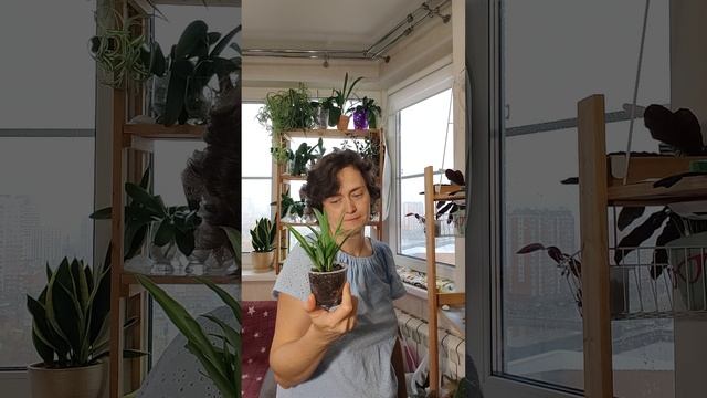 Обзор растений. Часть 3. Кухня.