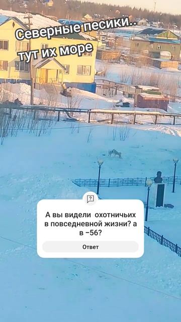 Охотничьи собаки в быту. Якутия. Жиганск