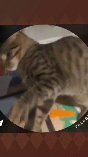 Играем с любимым котом