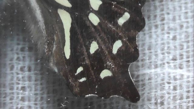 ИЗ МИРА: 198 Graphium agamemnon (графиум агамемнон)