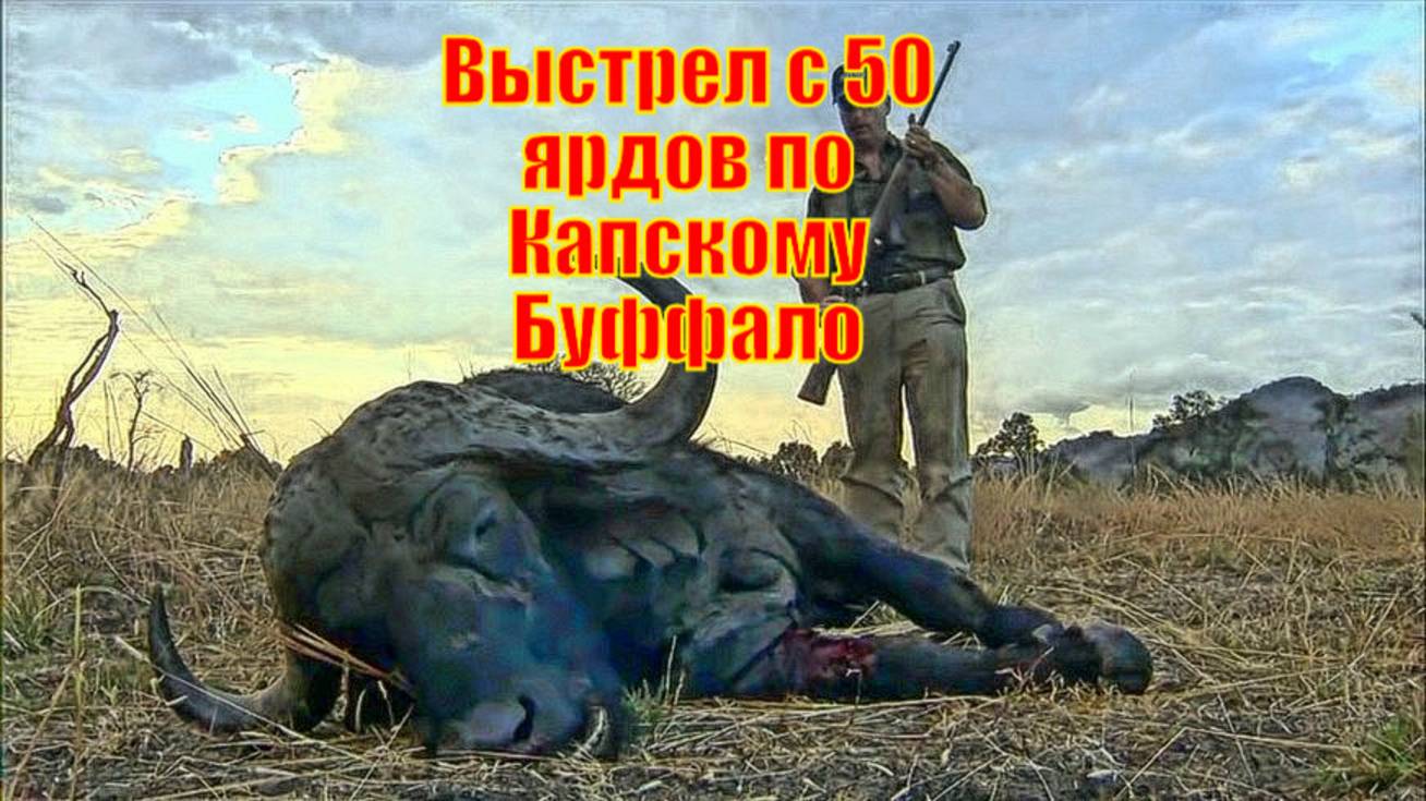 Выстрел с 50 ярдов по Капскому Буффало