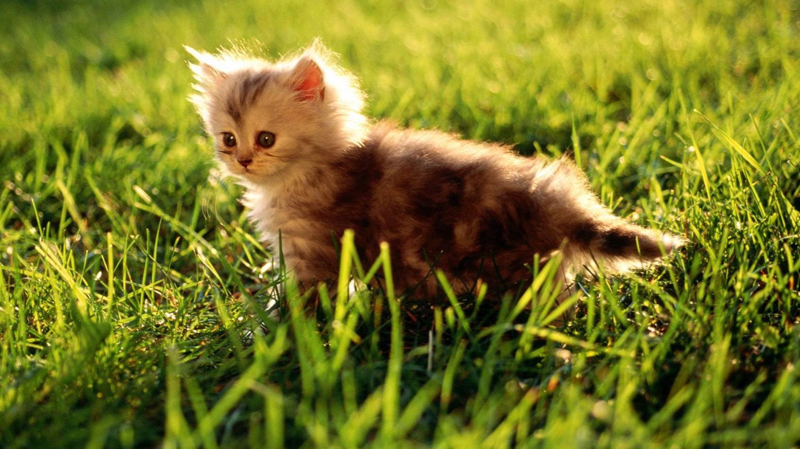 Первое видио с пк