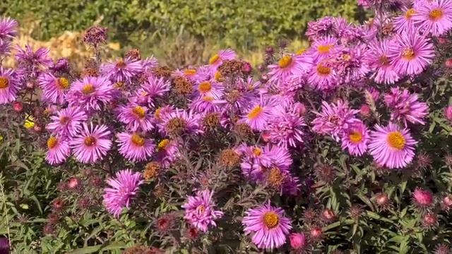 Замечательные октябрьские цветочки и изобилие пчел