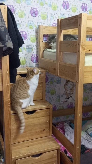 Кот Персик заводила