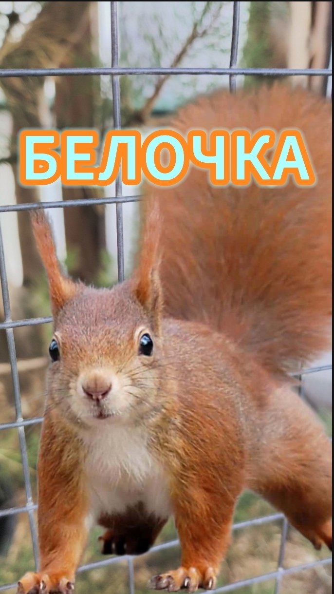 Белочка.