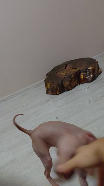 1000018159.mp4
