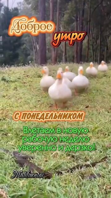 VID_20251013_095616_540.mp4