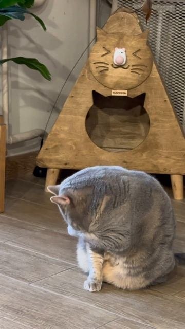 Как я работаю?🙀