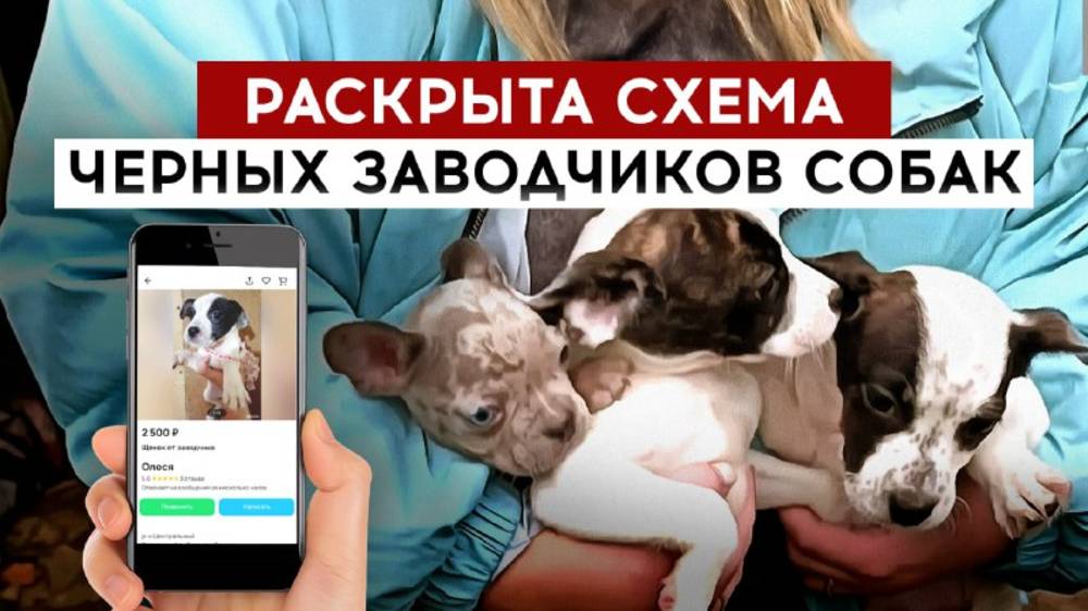 Раскрыта схема черных заводчиков собак