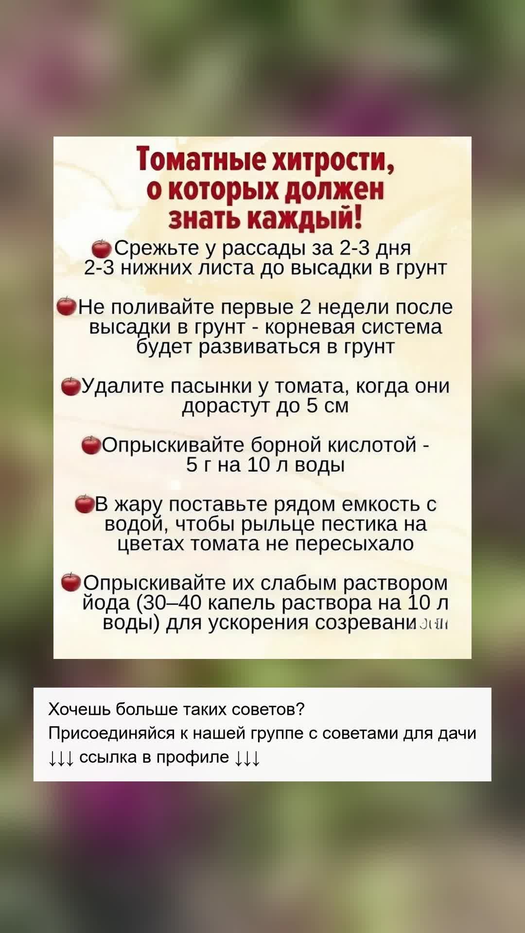 Секреты выращивания помидоров: максимальный урожай
