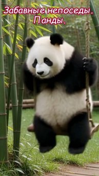 Забавные непоседы. Панды.