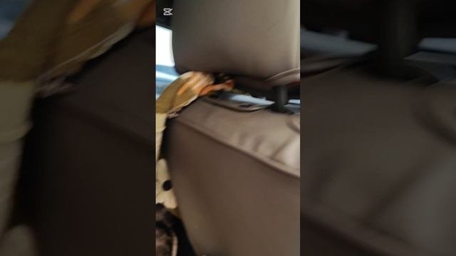 Василису и Снежка снова отвезла в клинику