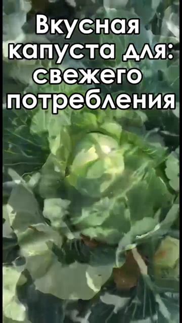 Обзор капусты белокочанной Русский колобок F1