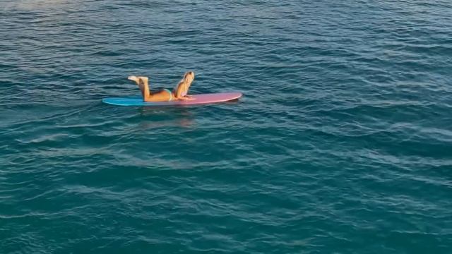 SHARK AT WAIKIKI