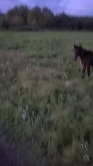 Гоню к водопою в яблоках коней