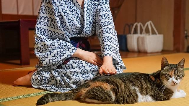 Японский отель с кошками и горячим источником - Shichirigawa Onsen