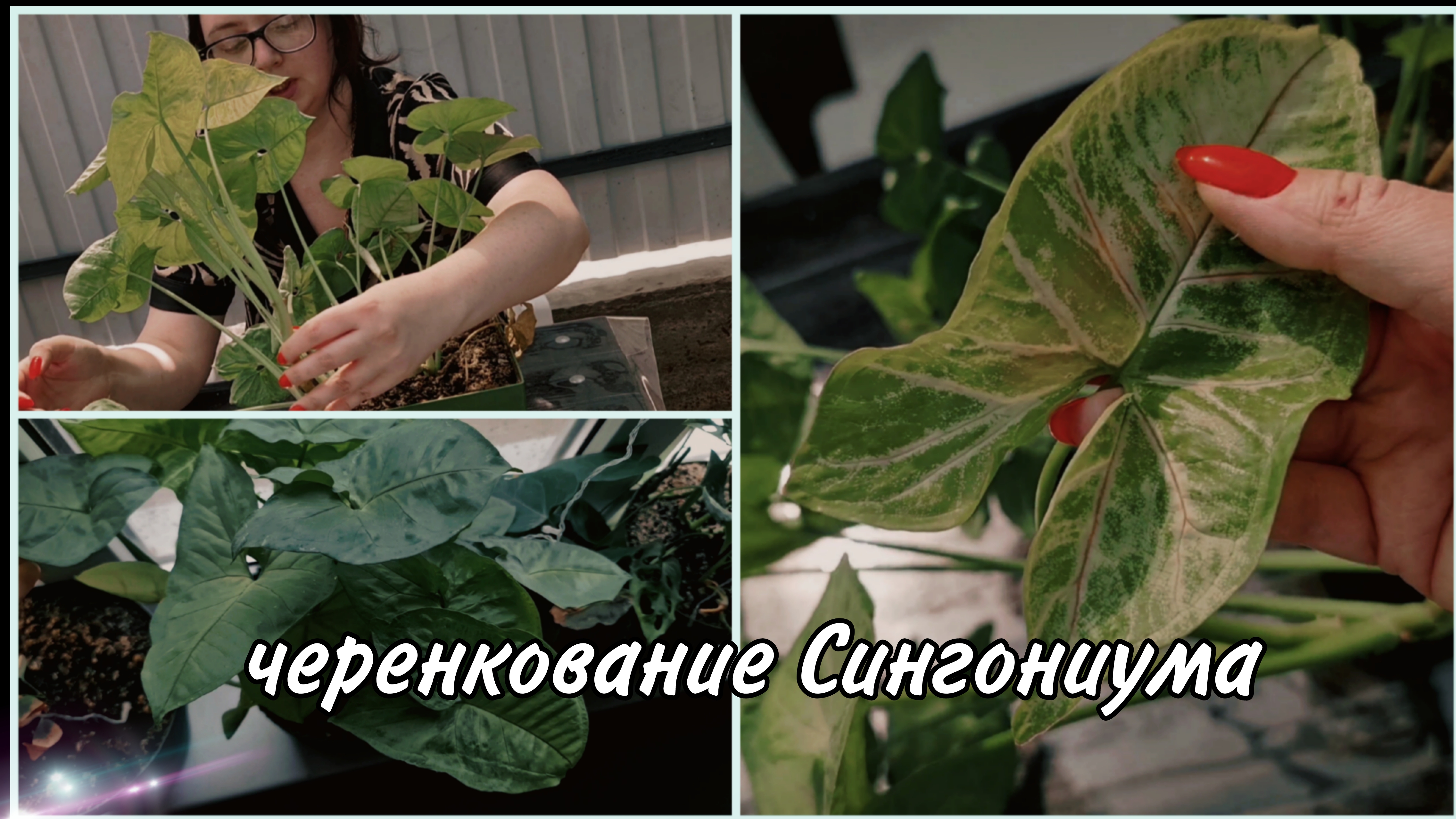 #Комнатныецветы Черенкование Сингониума. Результат спустя месяц
