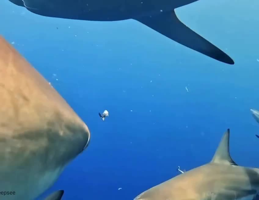 Остроносые синие акулы 🦈 могут достигать скорости до 60 км/ч в коротких рывках.