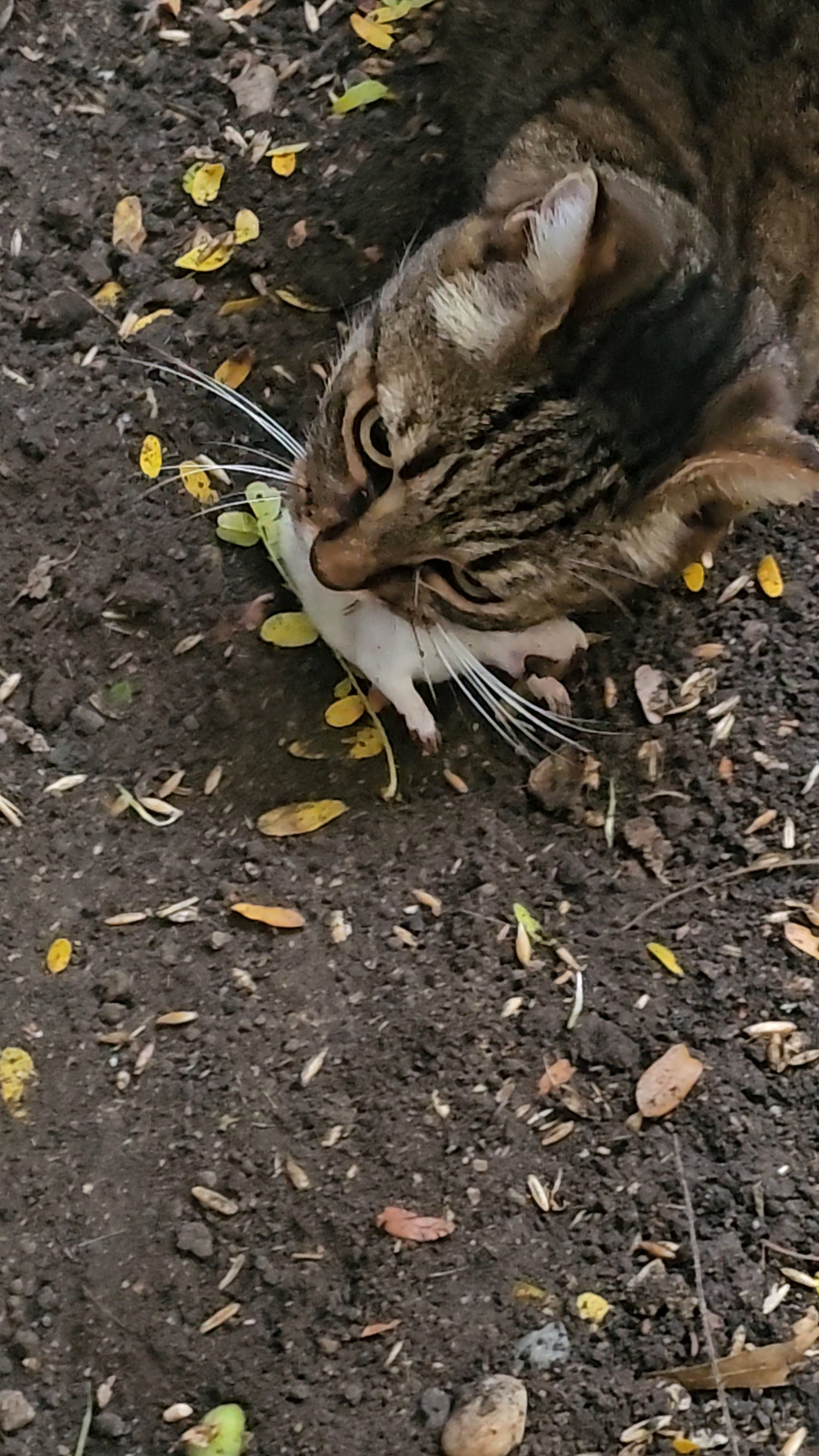 Кошка поймала мышь