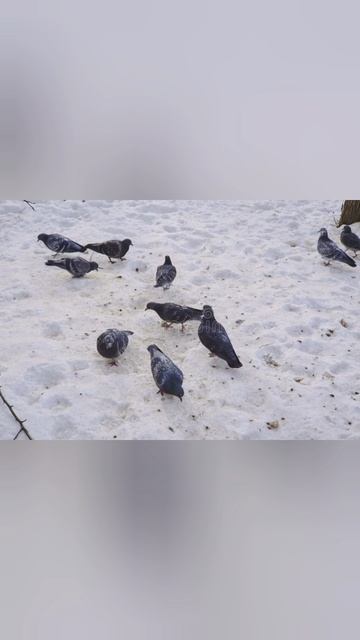 Голуби песня