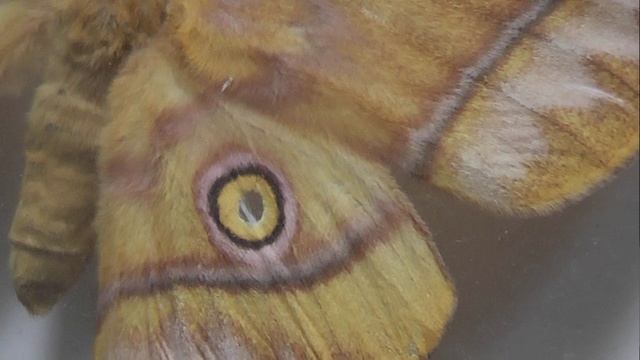 ИЗ МИРА: 199. Antheraea pernyi (китайская дубовая павлиноглазка)
