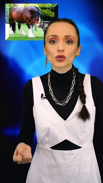 #лошадь