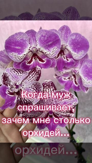 Когда муж спрашивает, зачем мне столько орхидей…