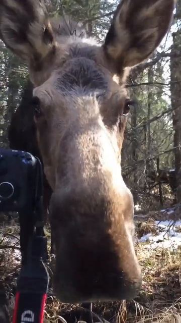 The photographer stroked a wild moose owl animals photography wildlife mooseanimalsofinstagram