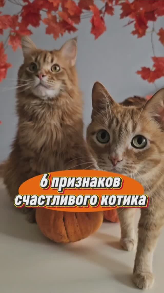 Шесть признаков счастливого котика