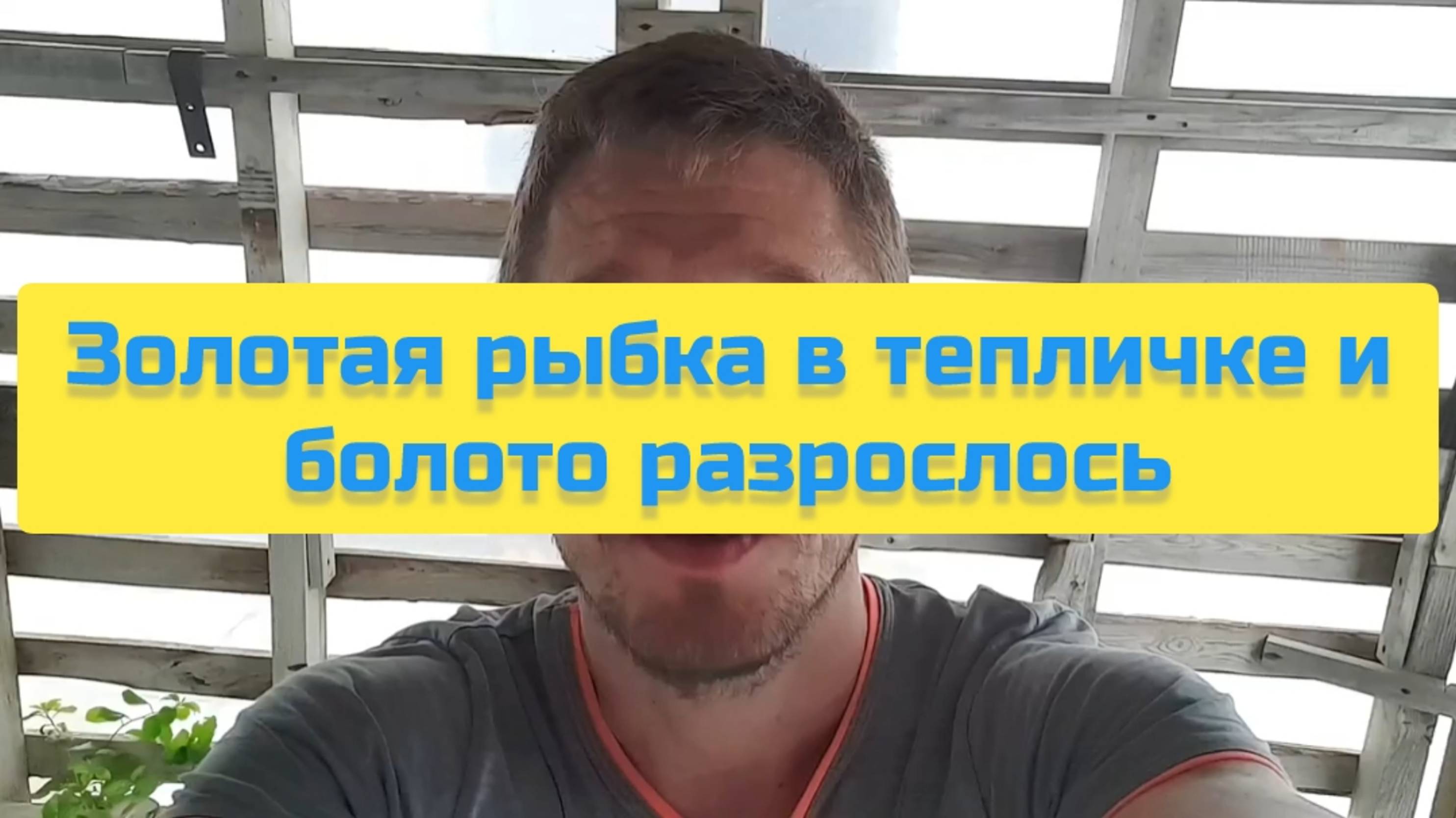 ЗОЛОТАЯ РЫБКА В ТЕПЛИЧКЕ И БОЛОТО РАЗРОСЛОСЬ