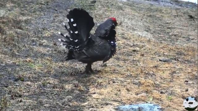 Канадская дикуша Canachites Canadensis