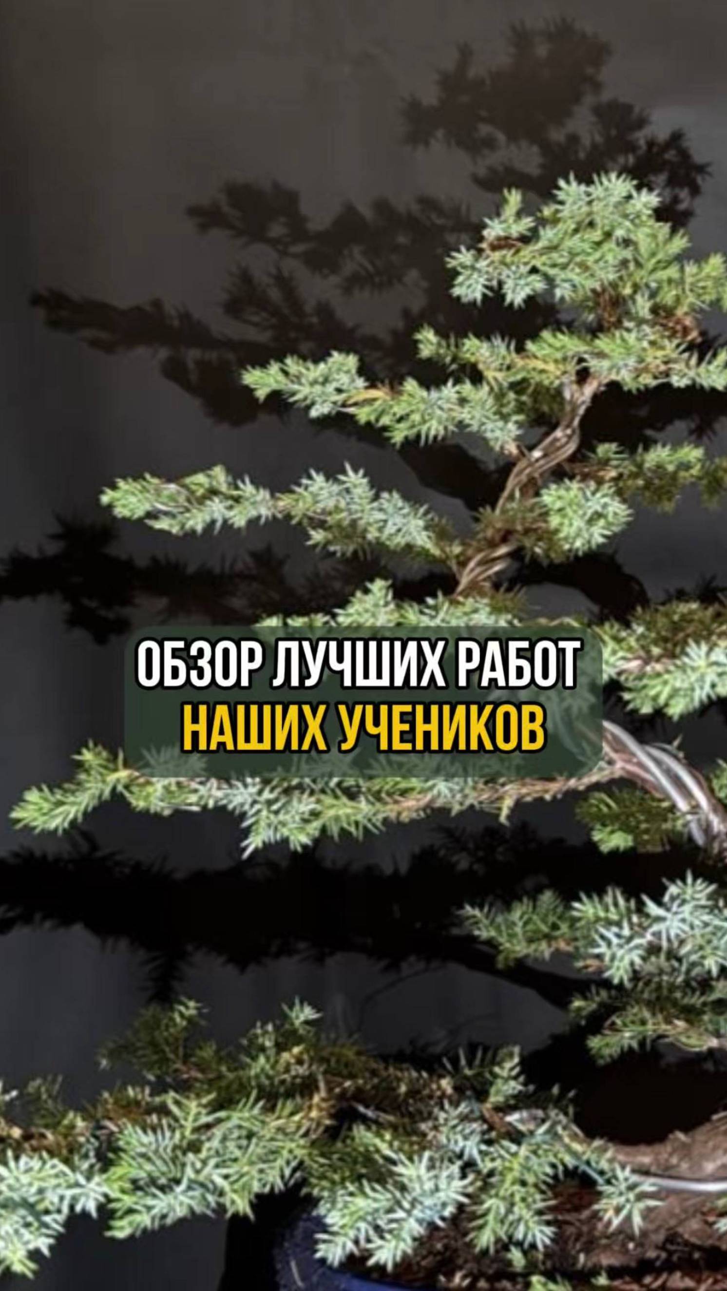 Можжевельник. Ира Балякина - выпускница курса 