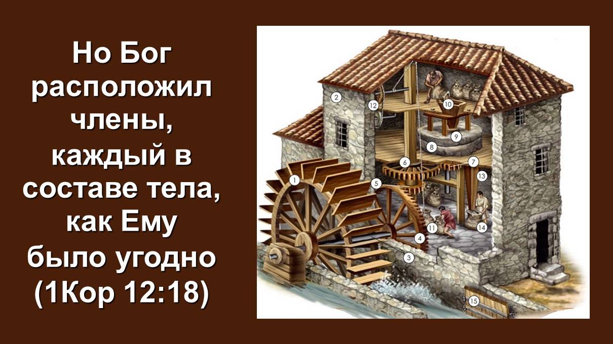 Но Бог расположил члены, каждый в составе тела, как Ему было угодно (Служение церквей ЕврАзии)