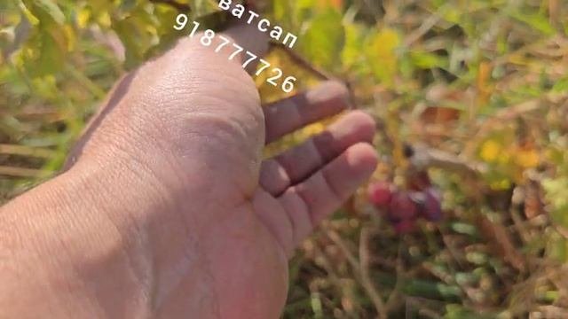 ЧУДО НИҲОЛ ФИНГЕР МАЙДА НИХОЛ ВАТСАП918777726