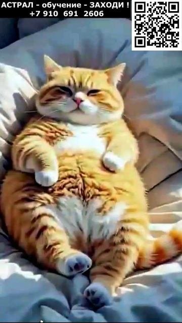 Котики. Рыжик охотится на утку. Позитив. Юмор. Нейросеть. ИИ котики рыжик настроение юмор
