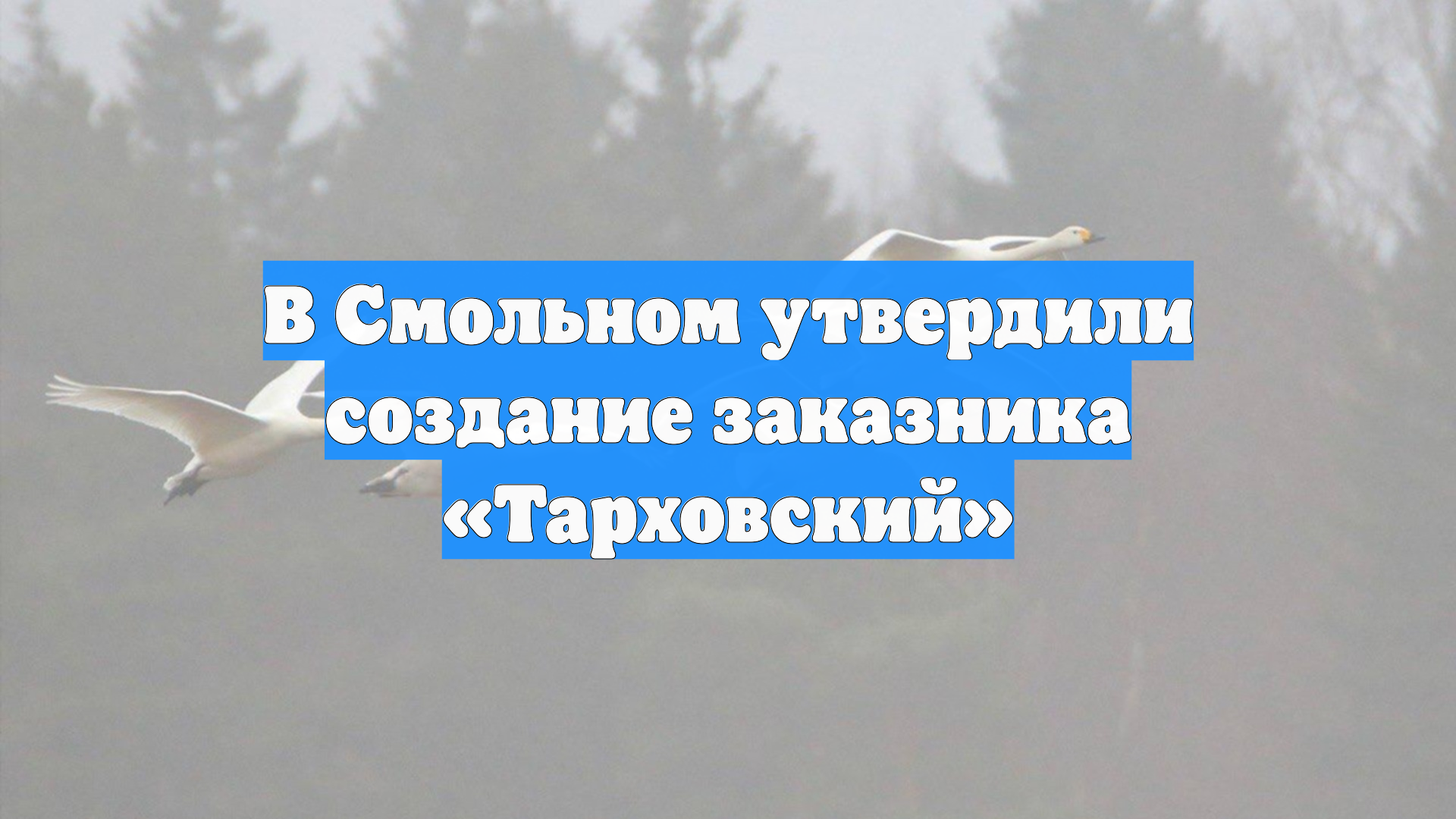 В Смольном утвердили создание заказника Тарховский