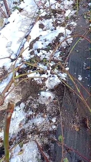 Подготовка ежевики к зиме.