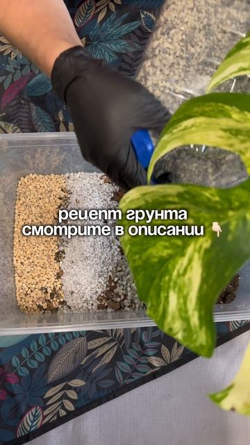 Идеальный грунт для монстеры 