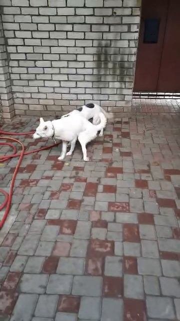 Снежа просит помощи