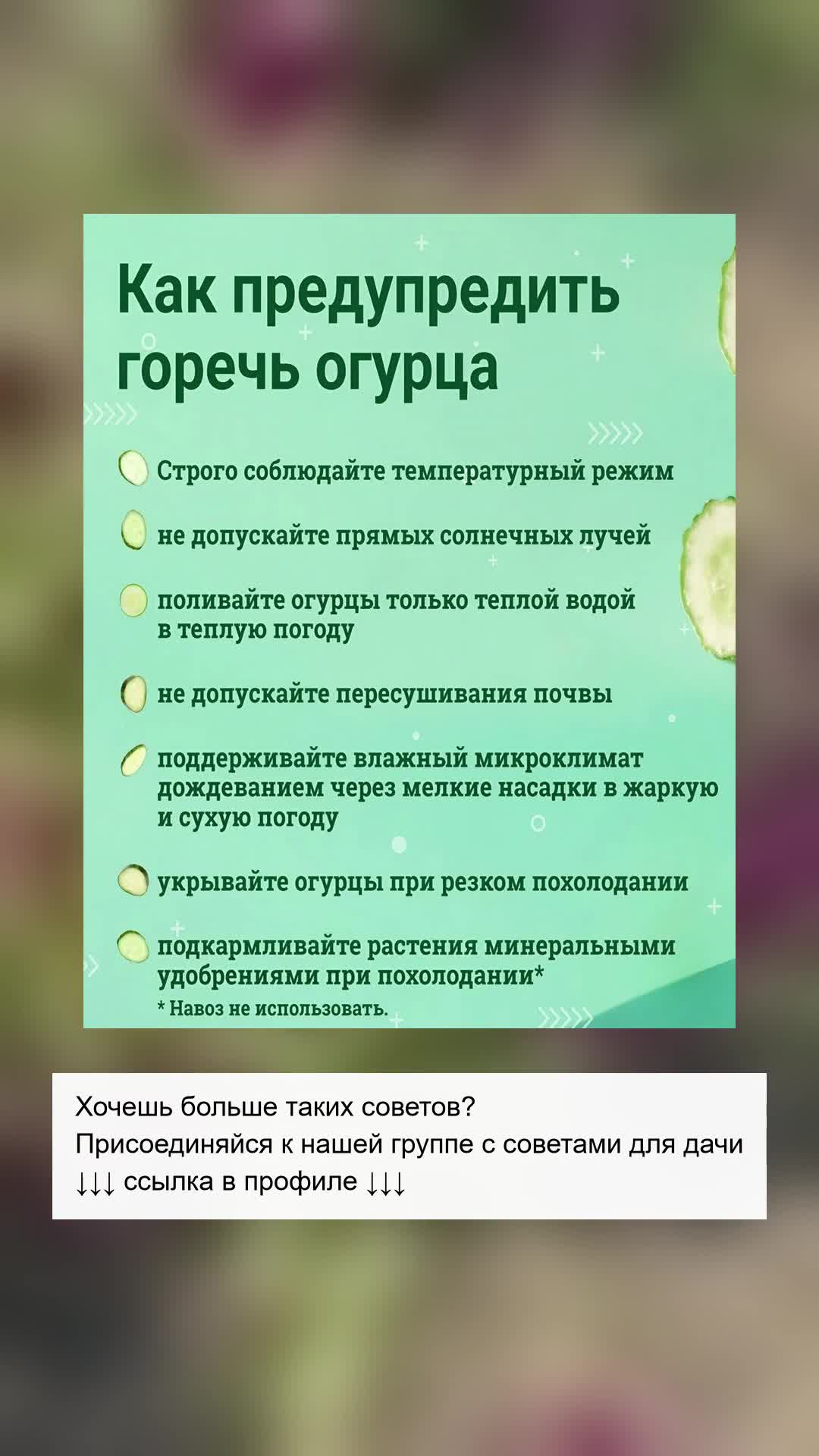 Защита огурцов от горечи: простые шаги