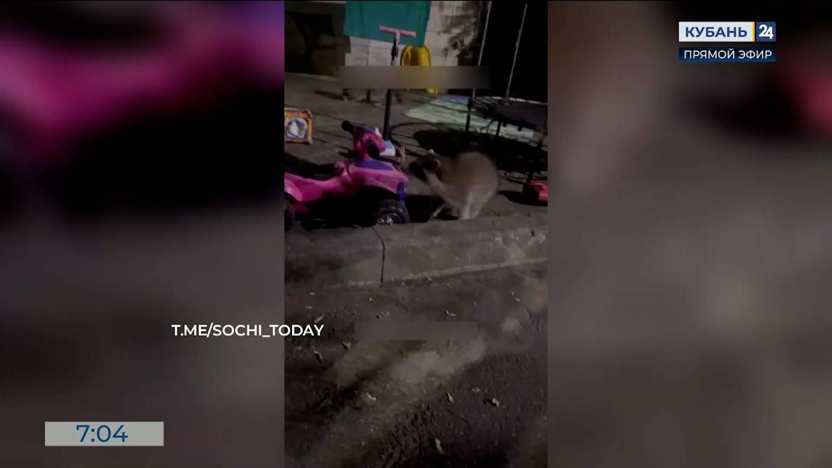 Семья енотов пришла во двор жителей Сочи в поисках еды