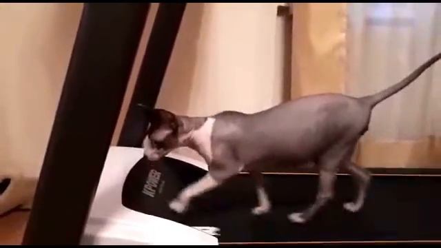 Кот Стасик наконец-то сообразил как улизнуть от тренера.И жалко и смешно...