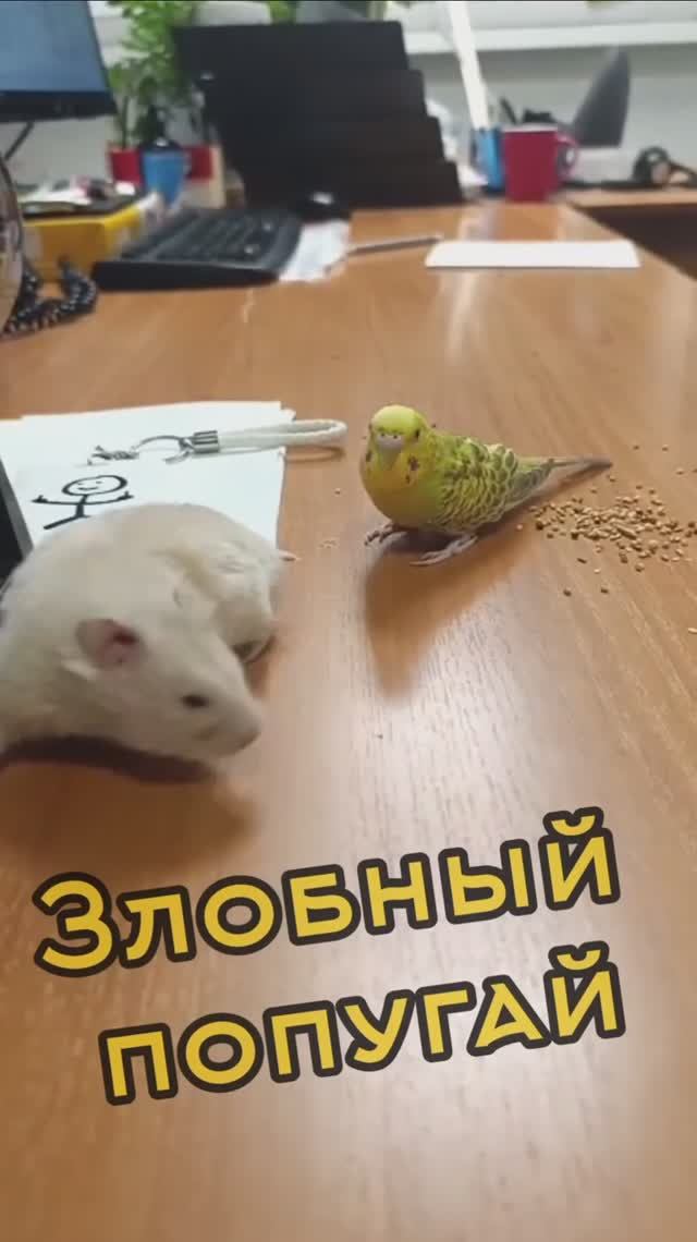 Какой злобный  попугай.