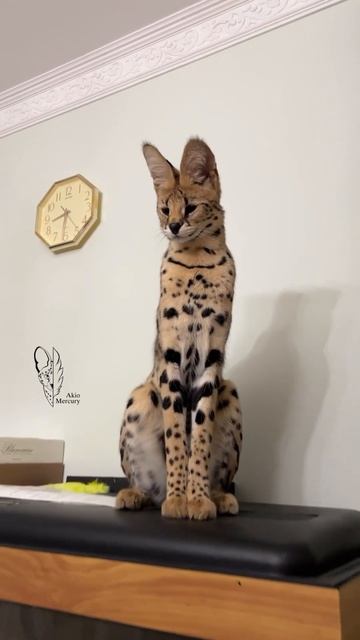 Наш TG Https://t.me/liveofcats