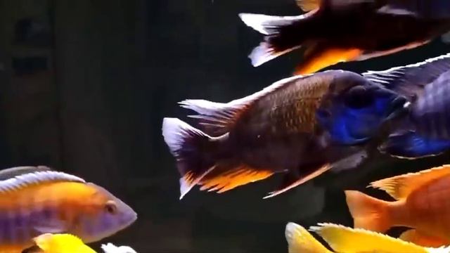 хаплохромисовый_рай