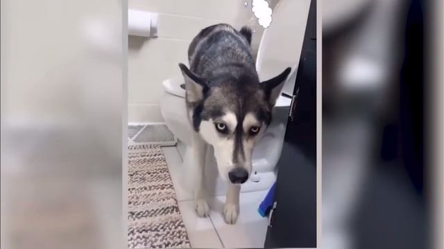 Смешные видео