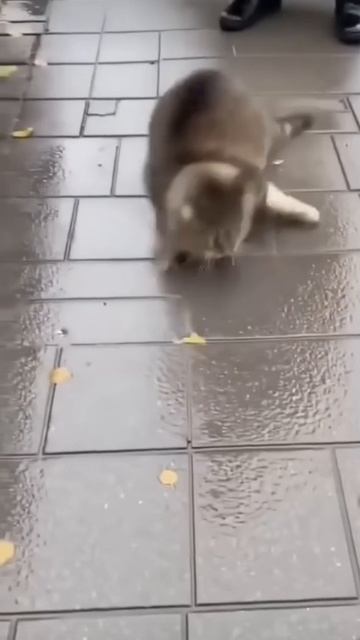 Святая Вода  Беси обитают в Кошках