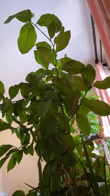 Лимон 🍋 в комнатных условиях ,из семечки