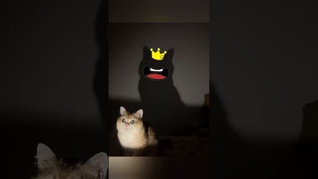 Видео от ДомашниеПитомцы
