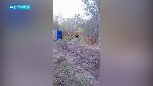 ДЕЙСТВИЯ СОТРУДНИКОВ ОРГАНИЗАЦИИ, ПРИКОРМИВШИХ МЕДВЕДЕЙ, ПРОВЕРИТ КАМЧАТСКИЙ ГОСОХОТНАДЗОР • НОВОСТИ